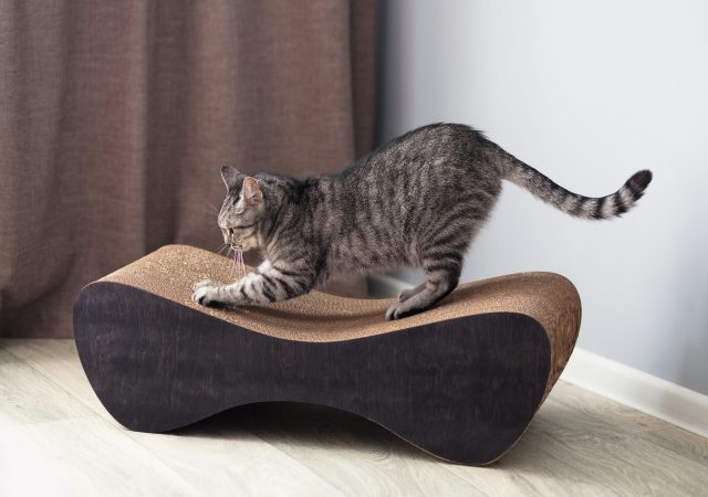 best cat scratching posts