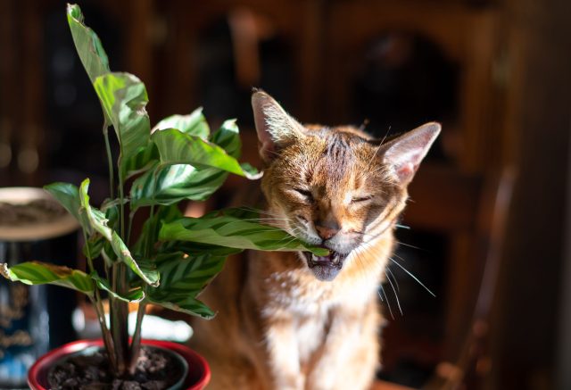 why do cats eat plants