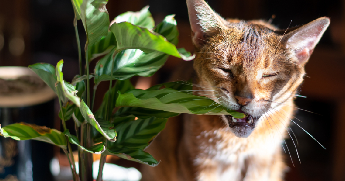 whydocatseatplants (1)