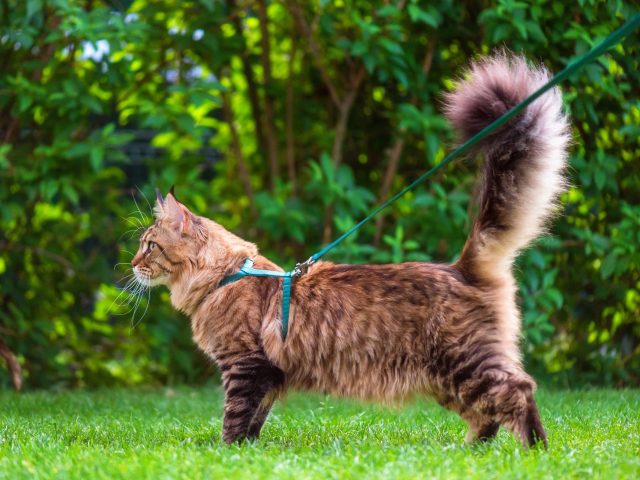 Big kitty walking outside