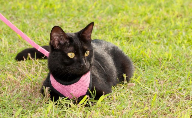 Black kitten with pink leash