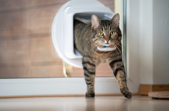 Cat entering door with tracking collar
