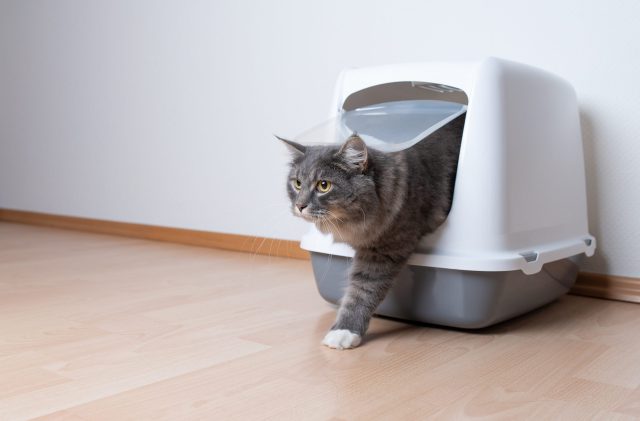 Cat exiting covered litter box