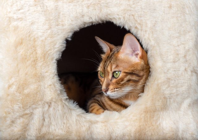 Cat in cave bed