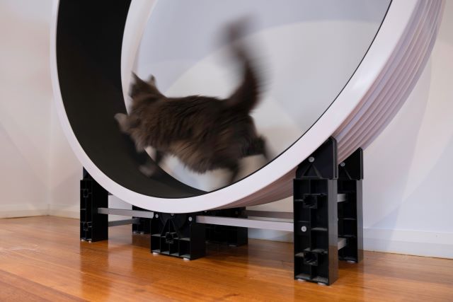 Cat motion blur while exercising