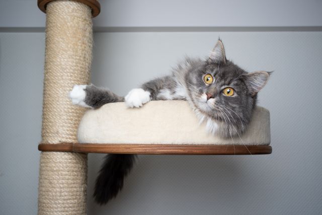 Cat relaxing on high perch