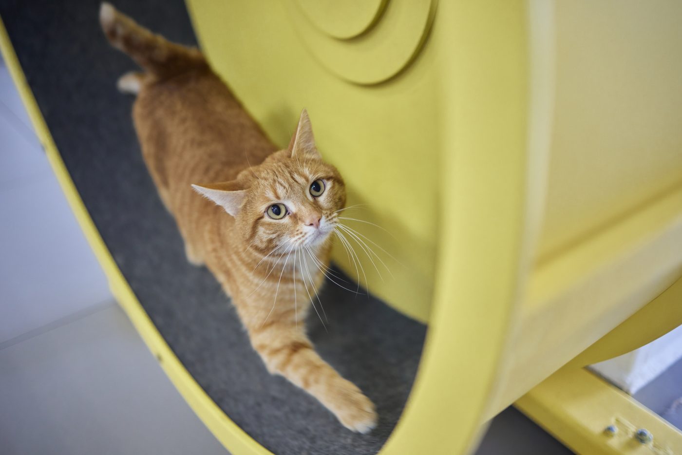 Cat on exercise wheel