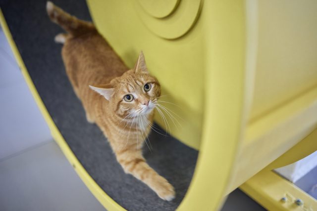 Kitty on exercise wheel