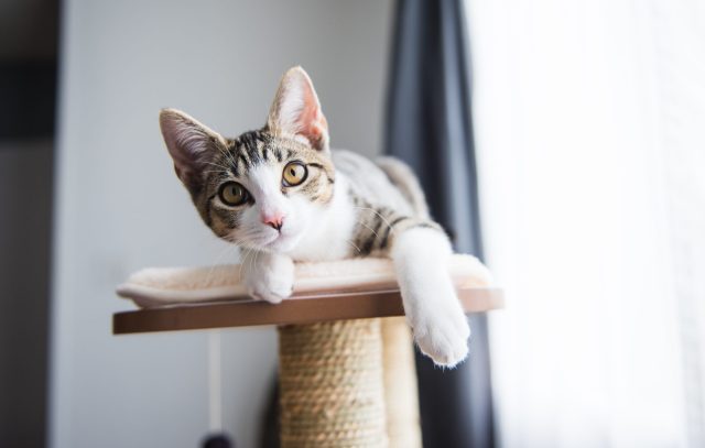 Cat on top perch
