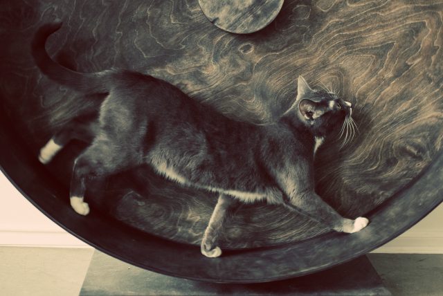 Kitty on wooden wheel