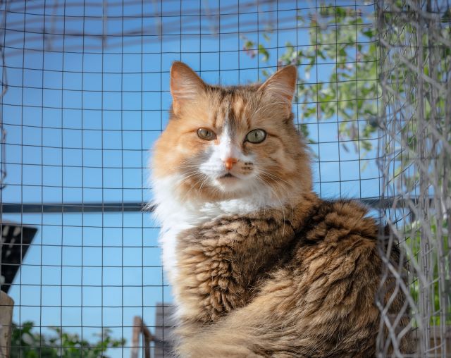 Cat sitting in enclosed patio