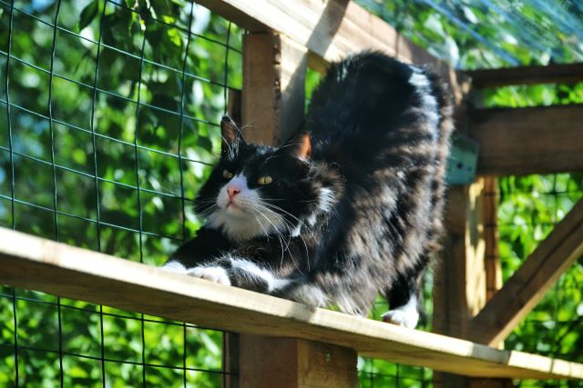 Cat stretching outside