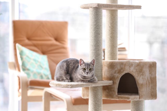 Cat tower in living room