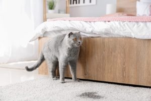 Picture of 10 Best Cat Urine Enzyme Cleaner Products To Get Rid Of Funky Pet Smells