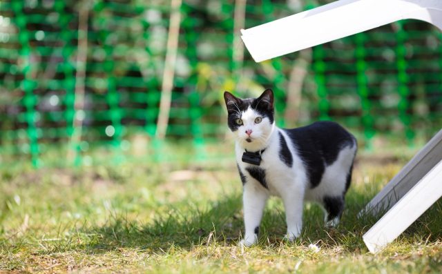 Cat wearing GPS collar outside