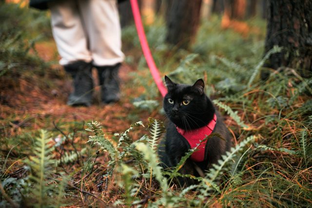 Kitty walking in the forest
