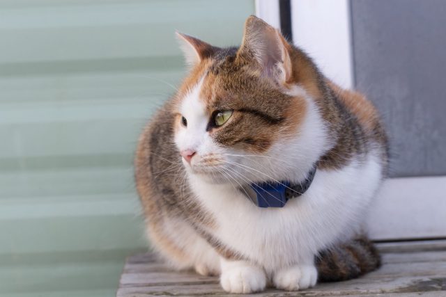 Cat with location collar