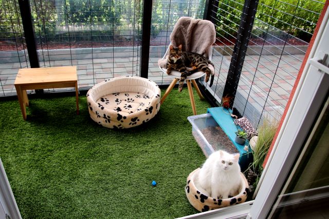 Outdoor cat enclosure