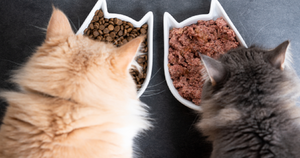 The 15 Highest Cat Meals For Optimum Tom cat Well being And Happiness