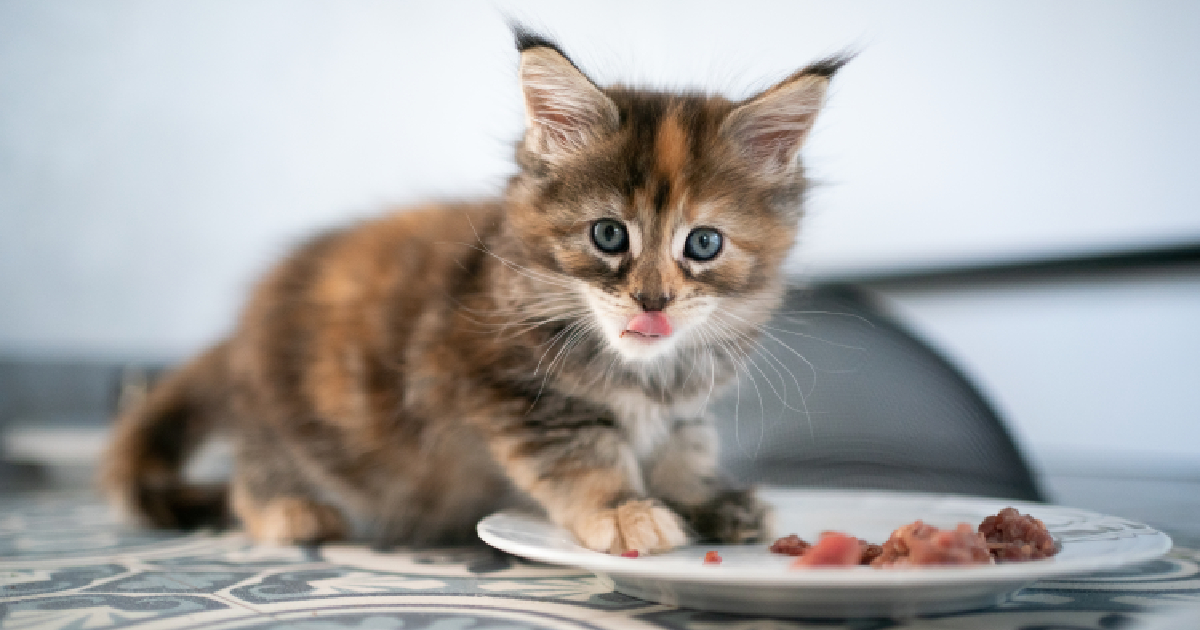 The 9 Best possible Kitten Meals To Lend a hand Your Little Treasured Develop Into A Wholesome Cat