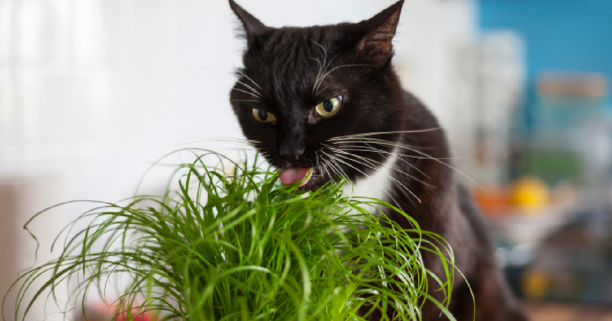 https://iheartcats.com/wp-content/uploads/2023/06/cat-grass-kits.jpg