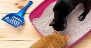PetWireDaily — If You Scoop the Litter Box Every Day, These 9 Scoopers Are Worth It