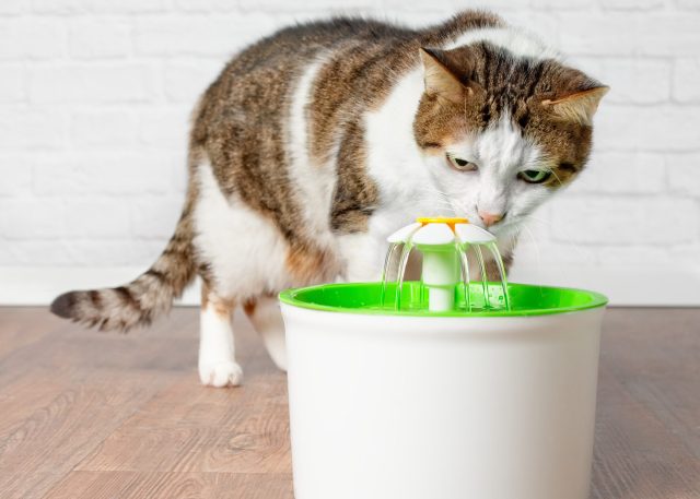 best cat water fountain