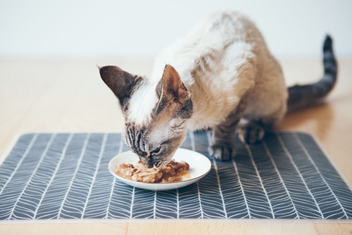 Indoor cat eating wet cat food from a bowl