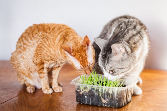 cat grass kit