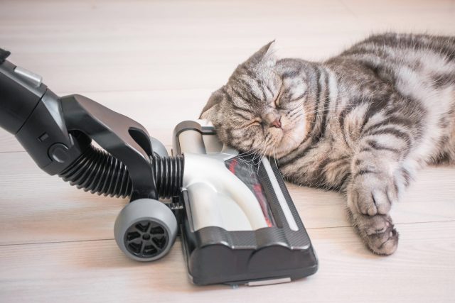 cat hair vacuum