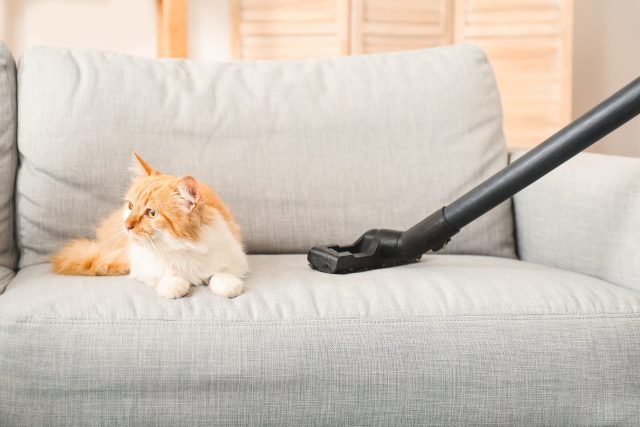 best vacuums for cat owners