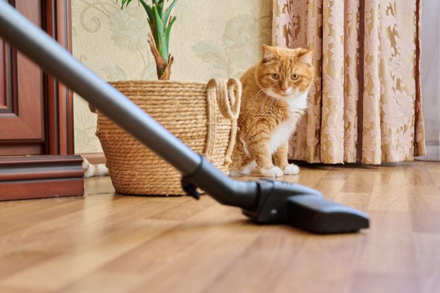 best vacuums for cat hair