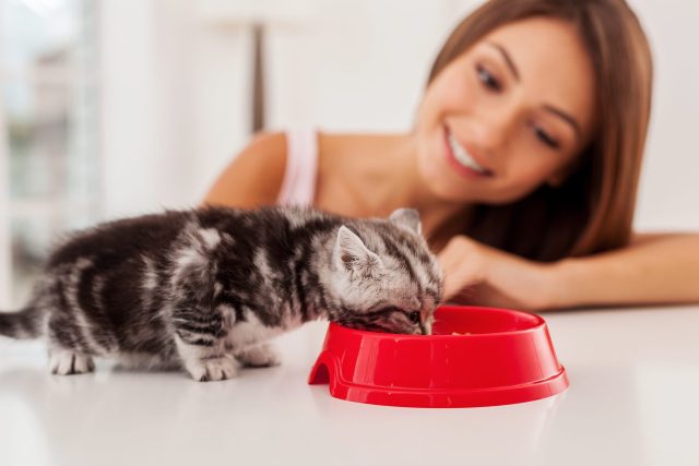 best kitten food