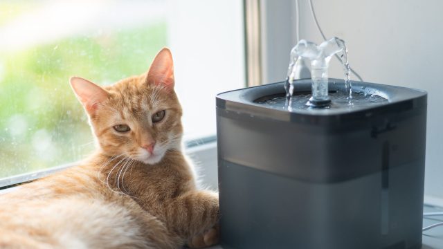 Best rated cat outlet fountain