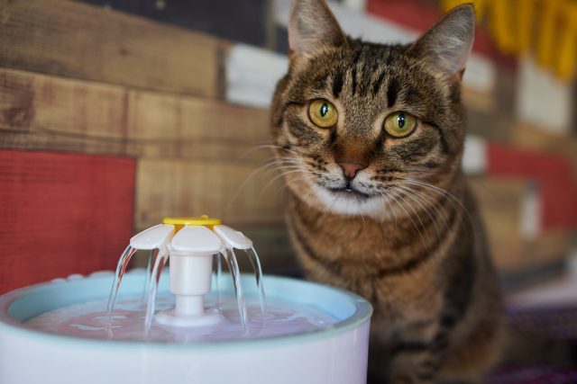 best cat water fountain