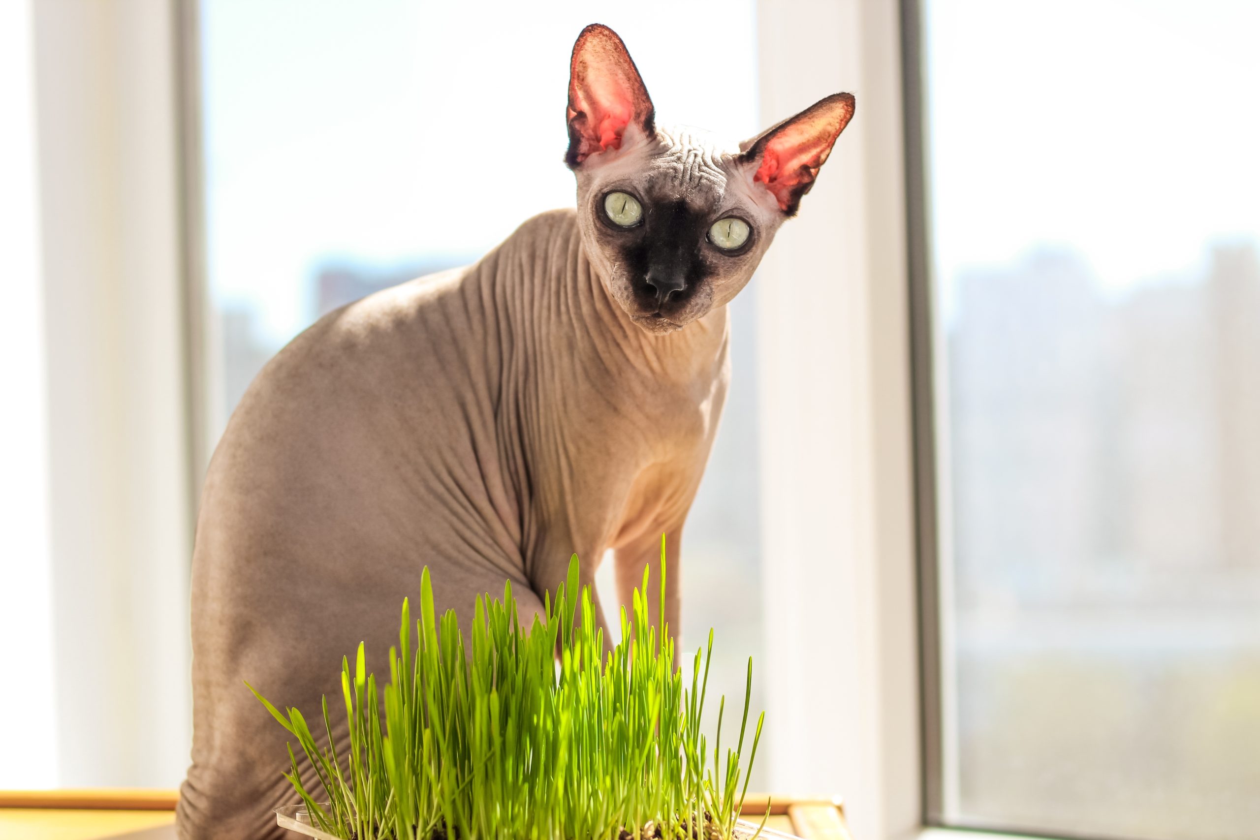 A hairless Sphynx Cat sitting beneath a soft blanket on a comfortable sofa.