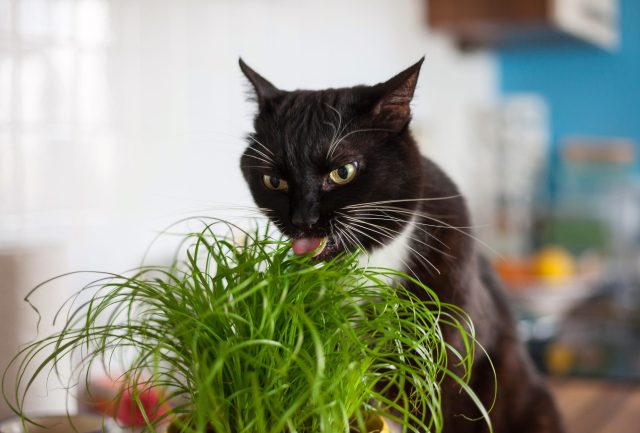 Chewy store cat grass