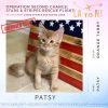 Stars, Stripes, and Saving Lives Rescue Flight - Donate To Help Shelter Cats Fly To Safety