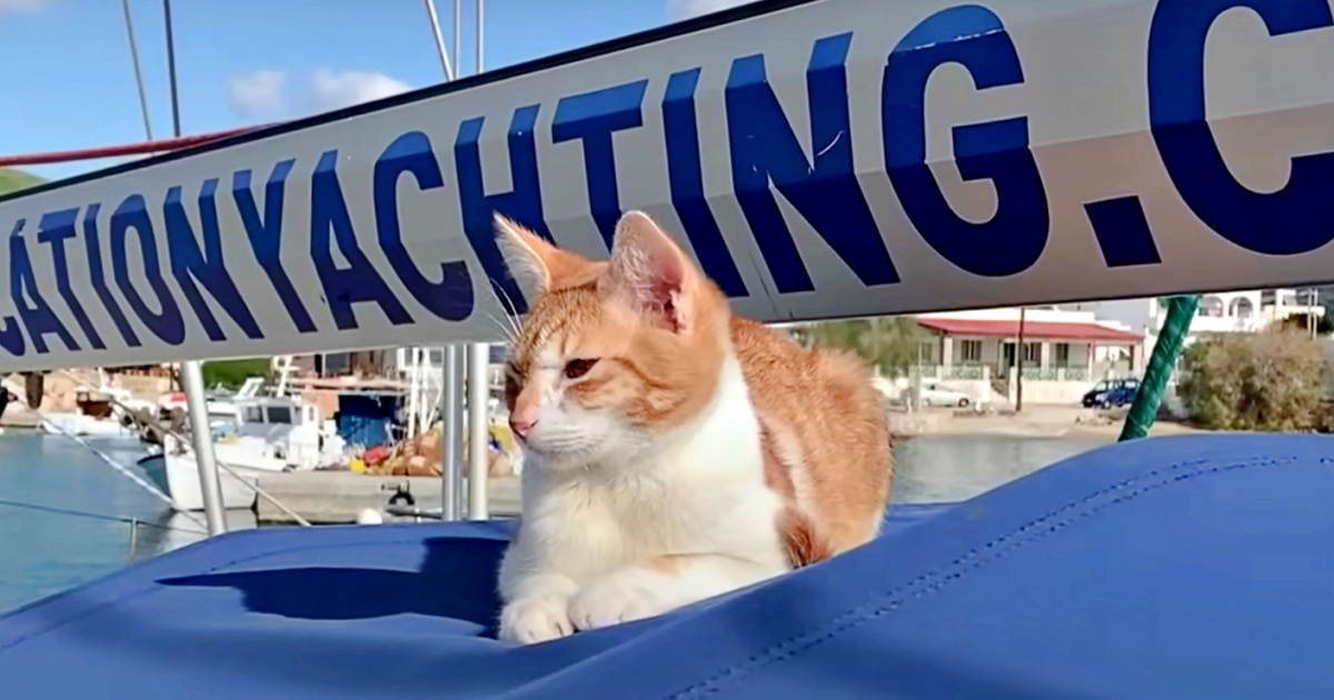 Kitten Anointed ‘Harbor Grasp’ Is Pressured Into Retirement And Misses His Activity