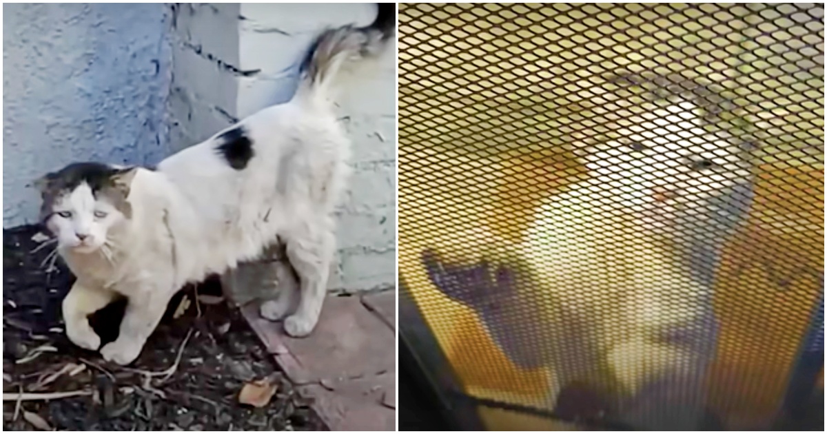 House Cat Left By Owners Tries To Find Love By Going Door To Door