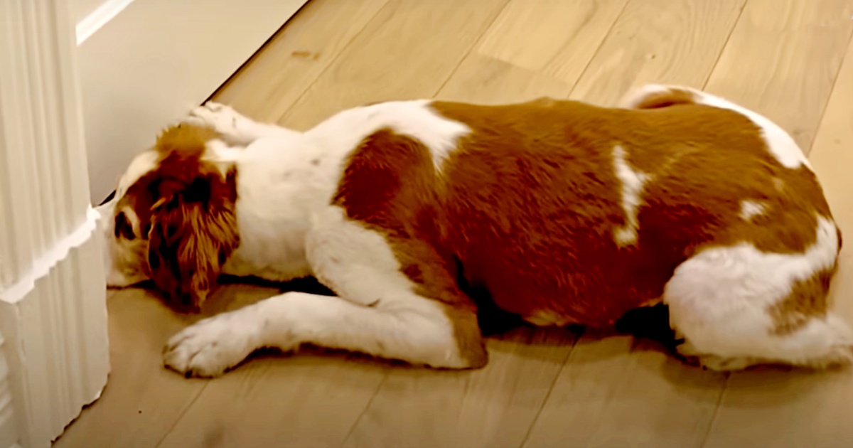 Cat’s Admirer Who By no means Met Him Posts At Quarantine Door For 15 Days