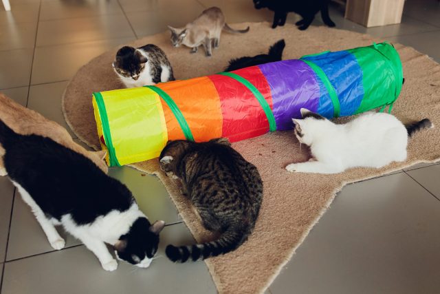 tunnels for cats