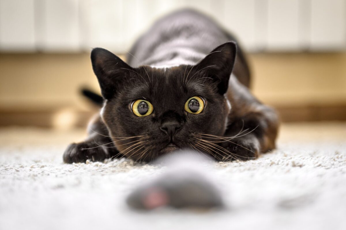 A playful cat leaping after a colorful toy with an energetic expression in a bright home.