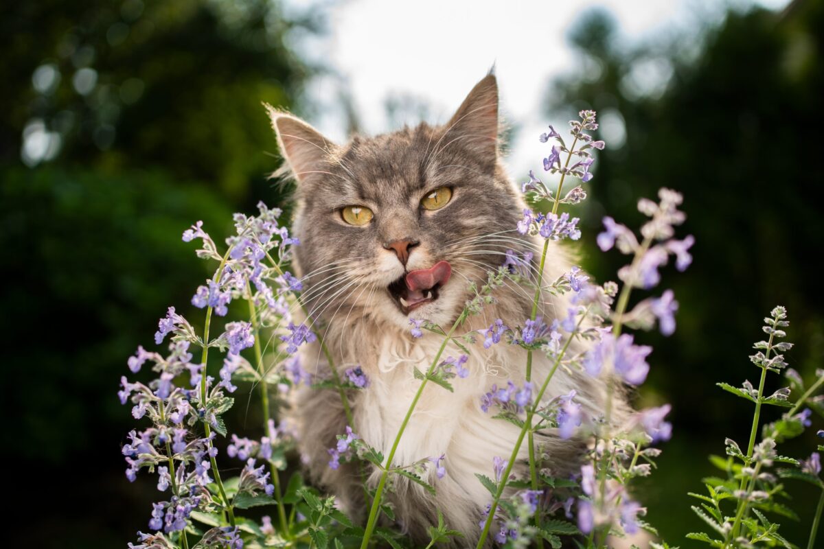 A Maine Coon Cat sitting beside a small toy, looking curious and slightly surprised by the activity around them.