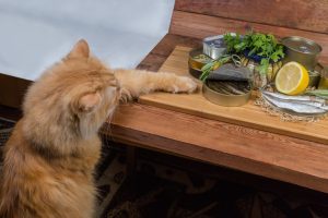 Best Fish Oil for Cats