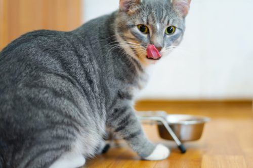 7 Best Cat Food Toppers Will Liven Up Your Kitty's Dining Experience