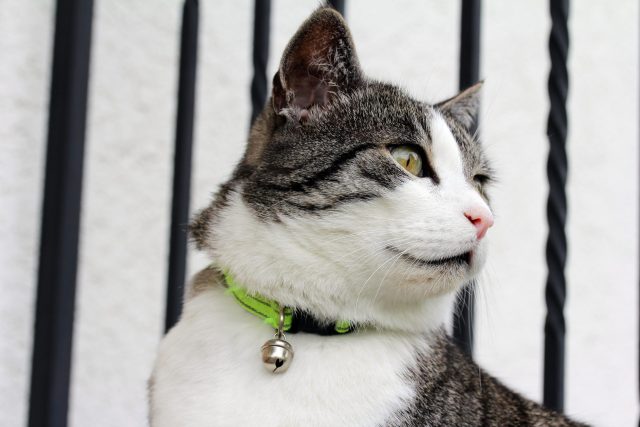 cute cat collar with bell