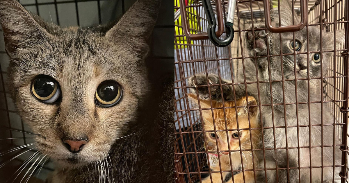 Tiny Rescue Takes on Giant Challenge to Make stronger Lives of 1000’s of Stray Pets