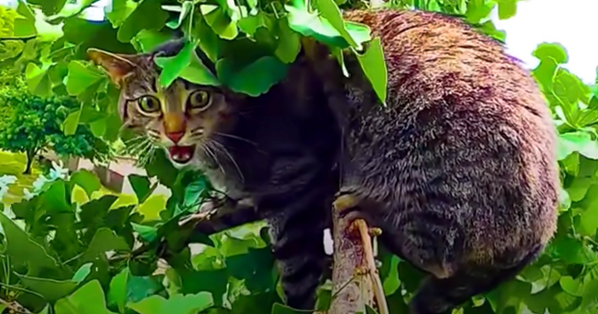 Guy 'Goes Out On A Limb,' Risks His Life To Deliver Cat Back To Mom