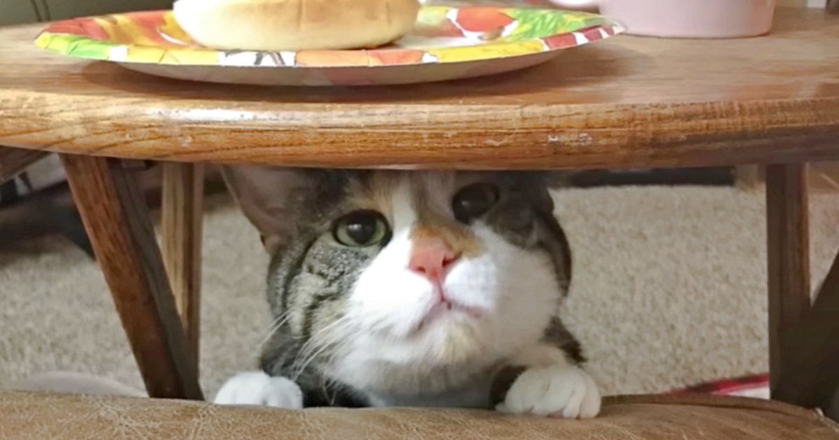 Disabled Kitty Requests ‘Specific Thing’ From Mom Every Single Day